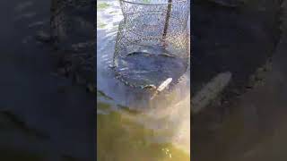 Уж ворует рыбу/Snake steals fish