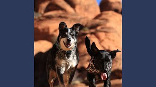 Hip Backdrops for Resting Dogs