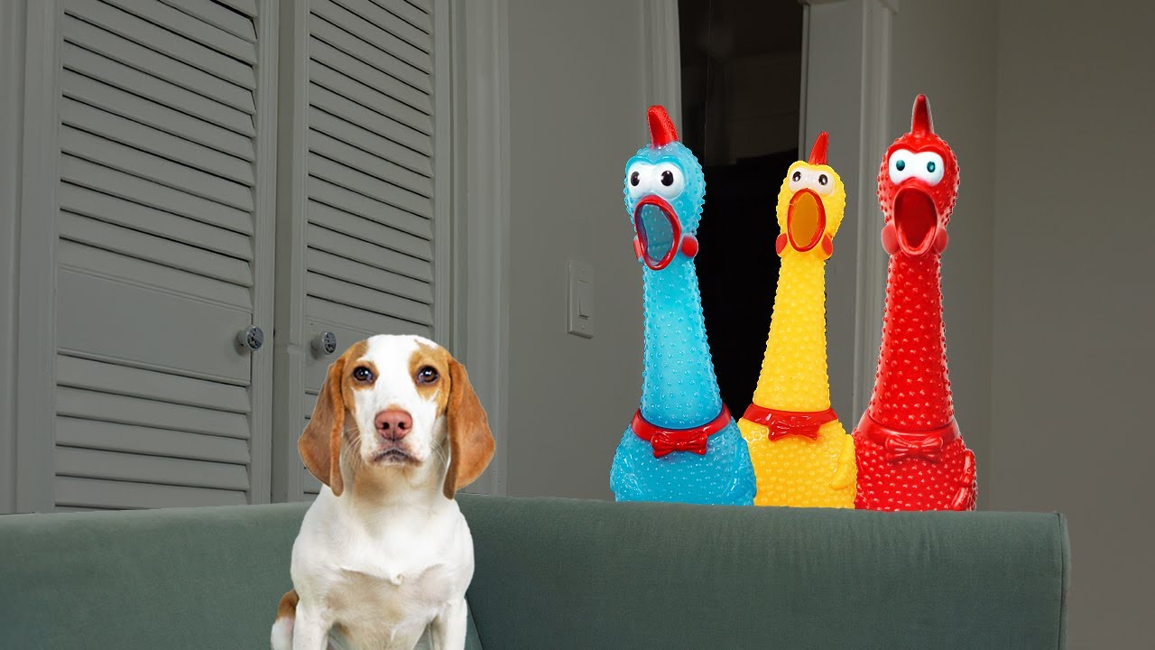 Puppy vs Screaming Chickens Prank: Cute Puppy Dog Indie Gets Surprised w/Rubber Chickens!