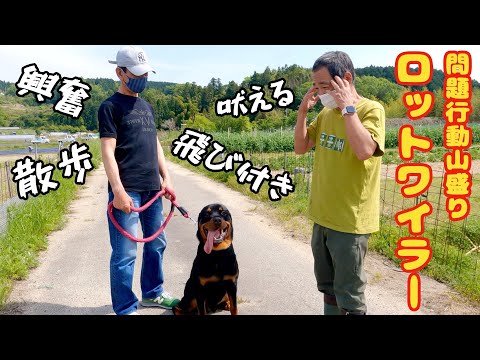 【犬の問題行動】山盛り❗️散歩・飛び付き・吠える・破壊行動 ロットワイラーセッション