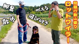 Mountaine❗Walking, jumping, barking, destructive behavior Rottweiler session