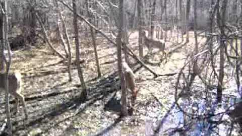 My Deer Video