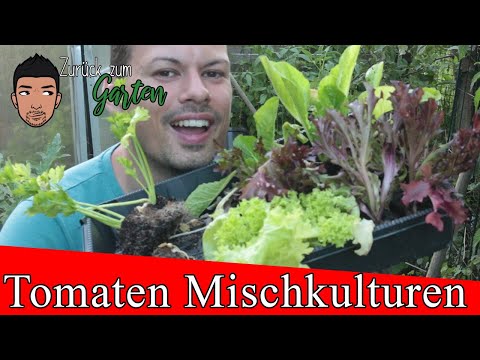 Video: Begleitpflanzung mit Zucchini - Was mit Zucchini gut gedeiht