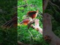 Hoatzin - The Tropical Bird Resembling a 🦖!