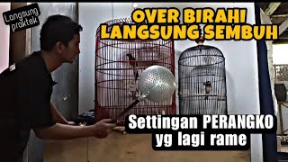 MENGATASI MURAI BATU OVER BIRAHI AKUT //Paling Ampuuuh