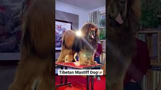 Tibetan Mastiff Dog 🐶