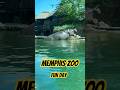 Memphis Zoo is Top Tier!! #zoo #shorts #vlog #familyfun #follow #momlife