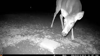 Archive Files of Trail Camera 2 Compilation 20260302 C
