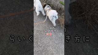 【お散歩】笑える日常 shorts dog おもしろい犬 おすすめ 犬のいる暮らし 癒し お散歩