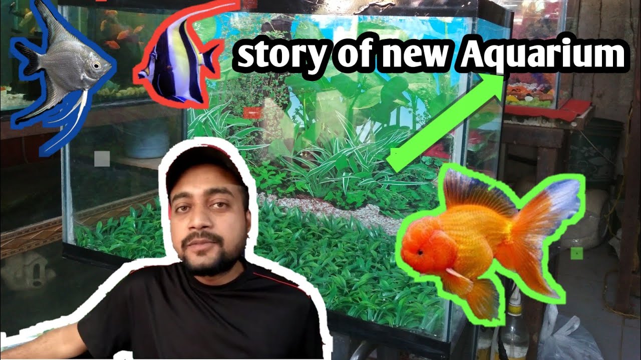 new aquarium me machli kyu mar jati hai kon kon c machli rakhe ham laal