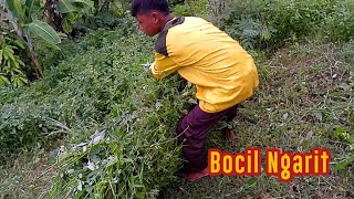 Ngarit Rumput Liar dihutan bareng Bocil Selon, Vlog blusukan ngarit...