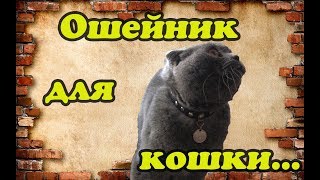Кошачий ошейник своими руками ( когда делать не чего ) Кошачий ошейник своими руками ( когда делать не чего )
