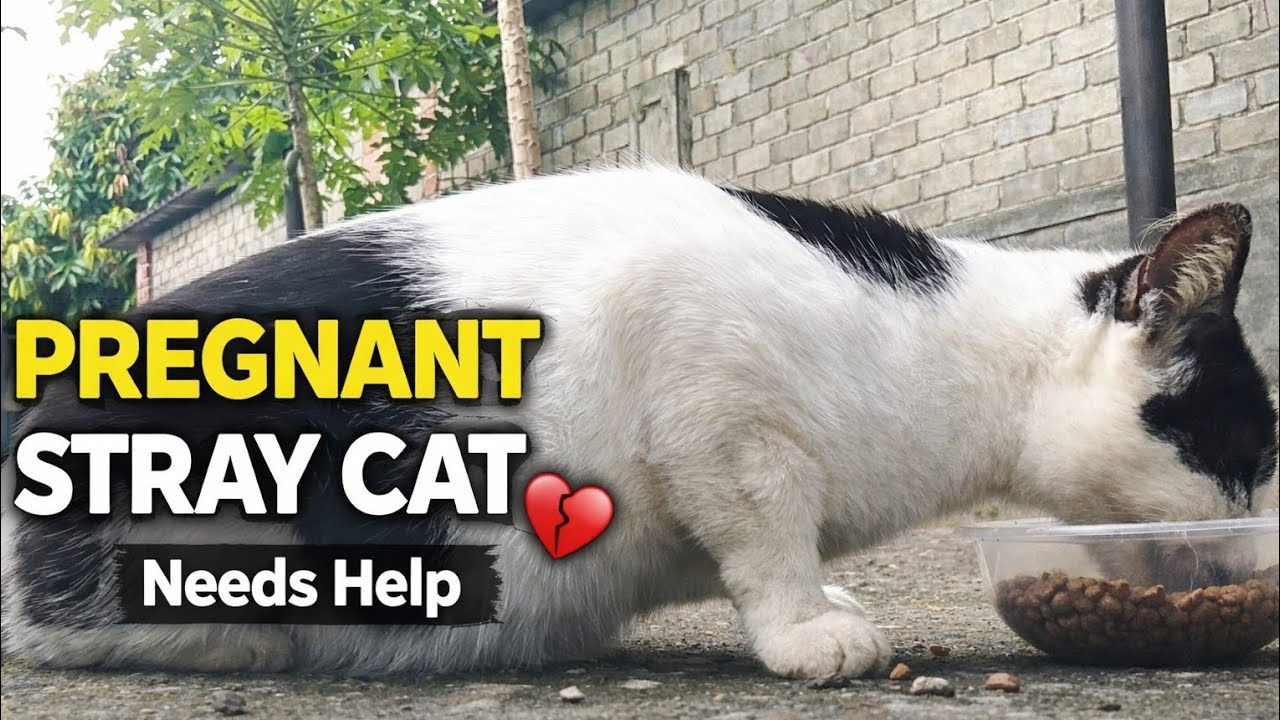 Pregnant Stray Cat Needs Help 🐱 | Real Life Story