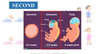 STAGES OF PRENATAL DEVELOPMENT | PRENATAL DEVELOPMENT 101: A CRASH COURSE FOR NEW MOTHERS | EPI 1