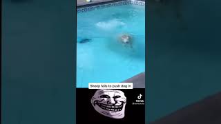 Download Lagu Sheep fails to push dog in water MP3