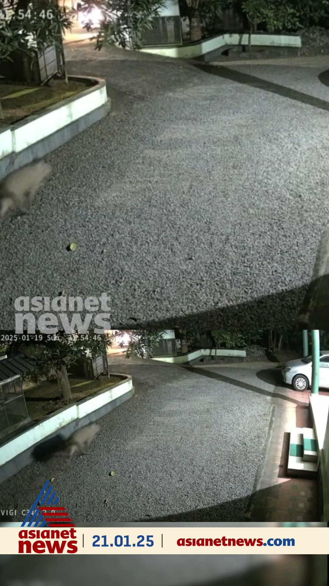 താമരശ്ശേരിയിൽ റോഡിലിറങ്ങിയ കാട്ടുപന്നിക്കൂട്ടം സ്‌കൂട്ടർ യാത്രികനെ ഇടിച്ചിട്ടു