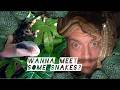 I Keep 20+ Snakes in My Room — Reptile Room Tour