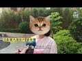 【 #澳門講場特派員 】狗屎垃圾滿布走廊 三無大廈問題點解決？