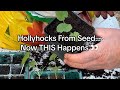 How to Grow Hollyhocks From Seed | When to Pot Up Seedlings (Florida Zone 9B)
