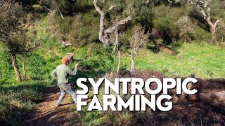 Step 1: How Plants Share Time And Space: A Syntropic Approach