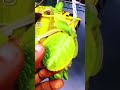 മുതല 🐊ഇല 🐊⚡️crocodile leafs #nature #shorts #sreejithbabu #chosenonevlogs #trending #kerala