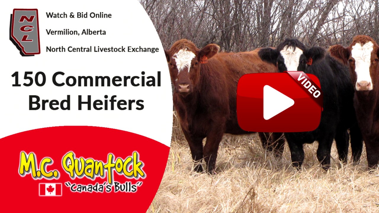 Bred Heifers For Sale in Alberta NCL Vermilion YouTube Bred Heifers For Sale in Alberta NCL Vermilion YouTube
