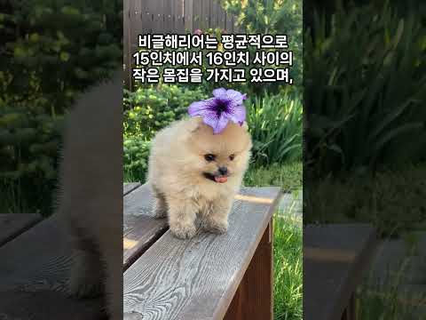 비글해리어