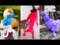 Pet Dye TikTok Compilation 💛💙💚 (Wins/Fails) 🤣