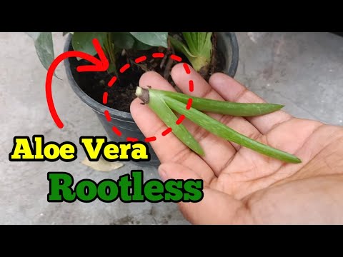 4 Funny Identify Cactus By Photo Quotes