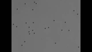 Colloids on 'speed'