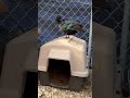 Duck Pen Makeover 🦆