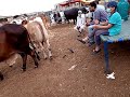 Surjani Town Cattle Colony