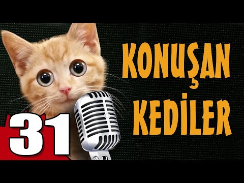 Konuşan Kediler 31 - En Komik Kedi Videoları