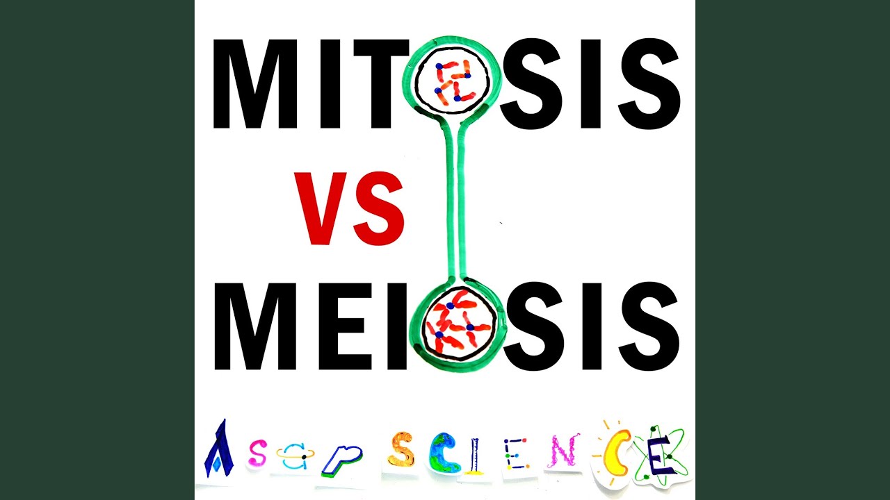 Mitosis vs Meiosis Rap Battle