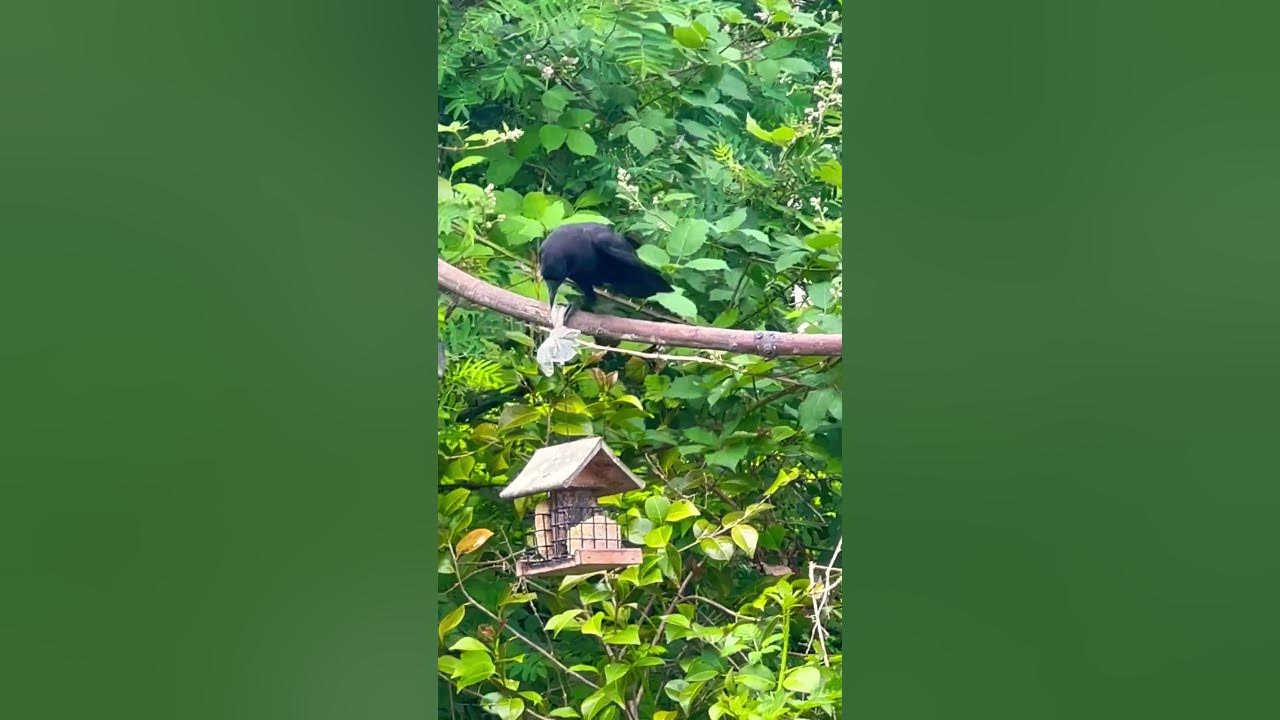 You’re Too Big YouTube