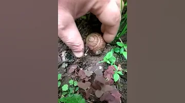 виноградная улитка откладывает яйца