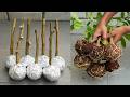 🌿Great method of propagation lemon trees from cuttings using aluminum foil paper