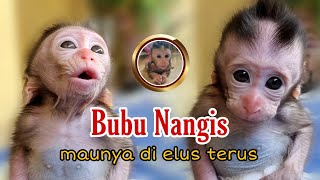 Baby Monkey Crying Wants To Be Rubbed