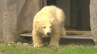 Baby Polar Bear Takes Its First Steps Outside