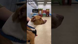 Meet Ryan Find Him At Ils Heartland Animal Shelter And Lets Get Him Adopted