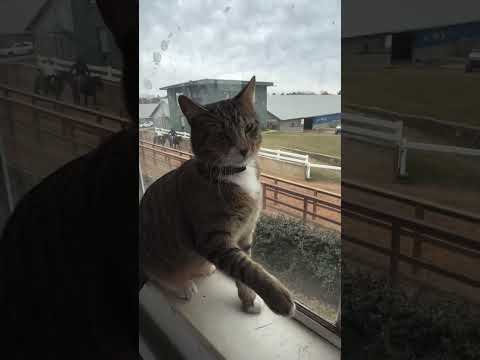 Meet Patch the Barn Cat