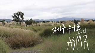 카멜리아 힐  가을억새 바람소리 (sound of nature)  위로의 ASMR,  바람소리 1시간, 제주 자연소리