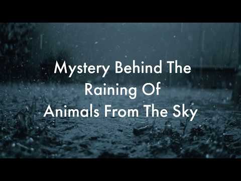 Mystery Behind Raining of Animals From The Sky