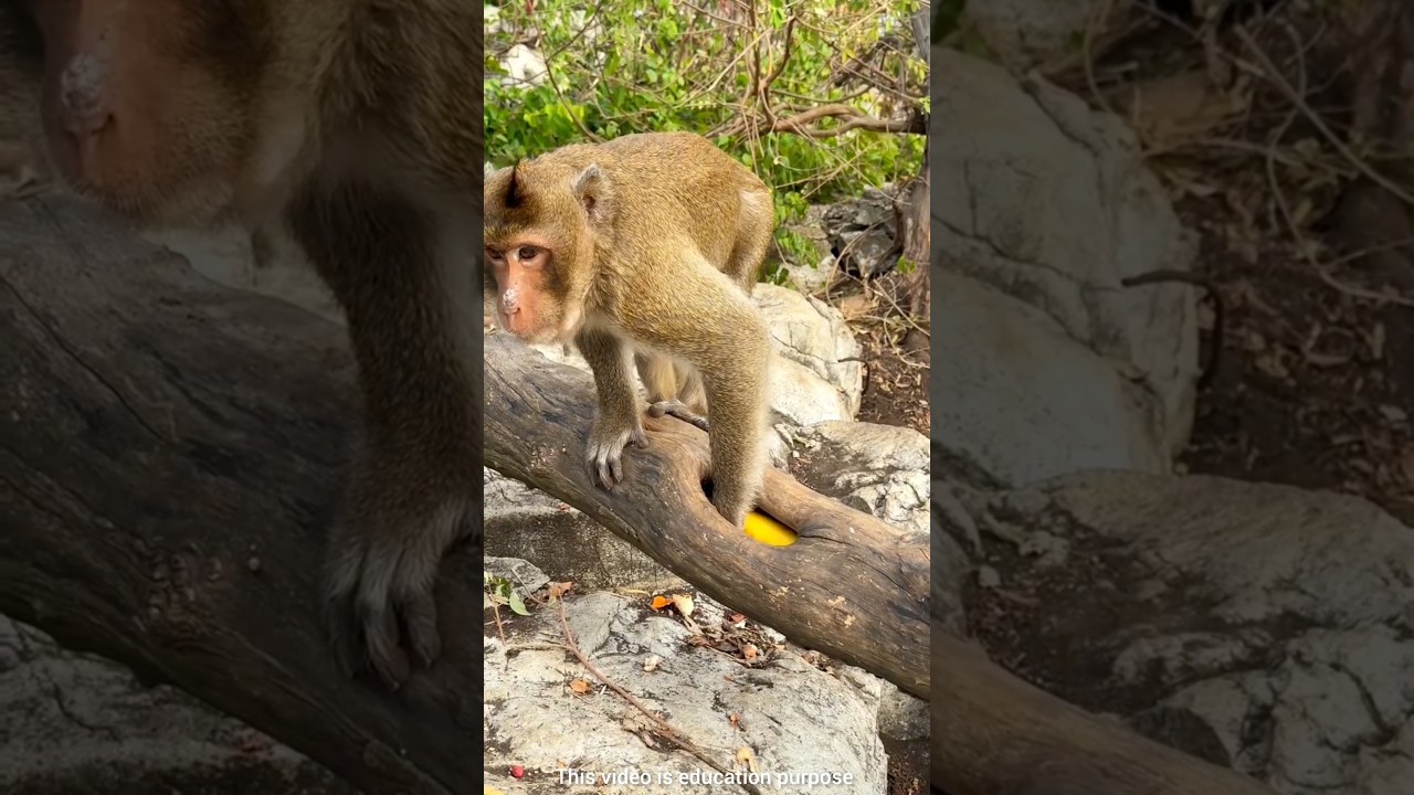 The monkey was considered mad! 