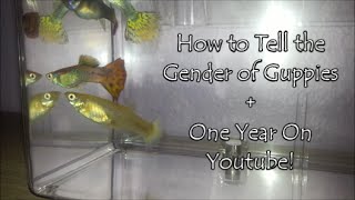 How To Tell The Gender Of A Guppy + One Year On Youtube!