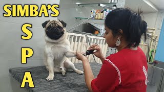 My Pug goes for a spa session | Cute and funny reactions