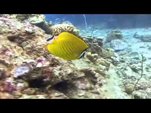 PADI Dive at Twin Peaks, Koh Tao, Thailand