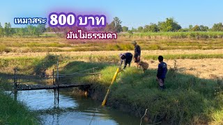 เหมาสระ 800 บาท เจอดงปลาหลด ดักหนูนอนคืน วันที่อากาศหนาวๆ / บ้านนอก EP.974