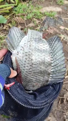 Saking besarnya ikan, tempat ikannya sampai tidak muat. #SHORTS