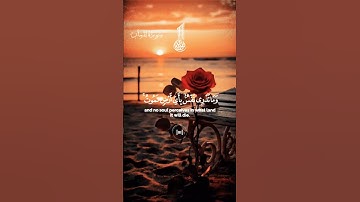 "وما تدري نفس ماذا تكسب غدا" تلاوة مبكيه للشيخ ياسر الدوسري حالات واتس